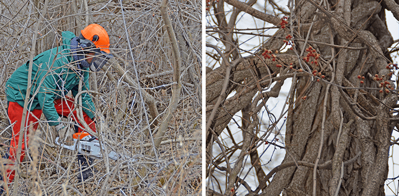 Crews tackle Oriental bittersweet in southeast Minnesota