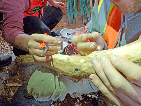 Wasps that attack the emerald ash borer are establishing in Minnesota