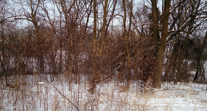 Buckthorn busters