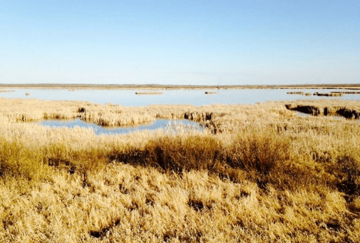 Seeing the forest for the grass: Grassland conservation and restoration in northwest Minnesota