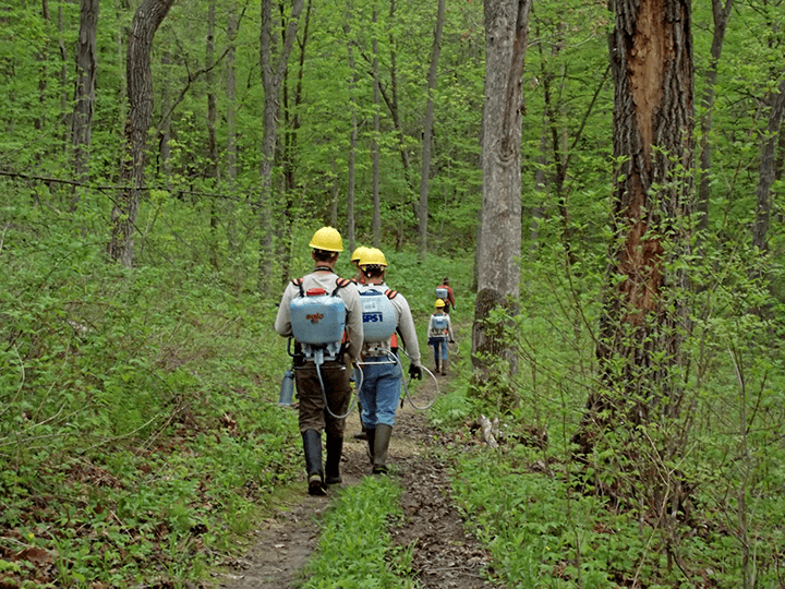 The Garlic Mustard Wars… and other adventures