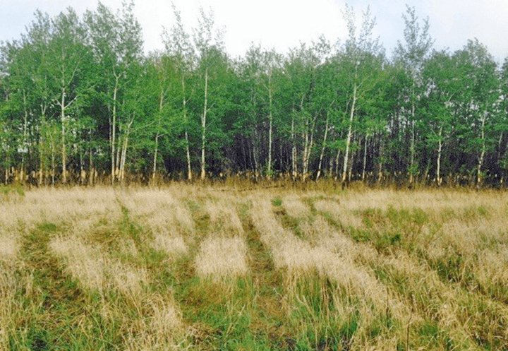 Seeing the forest for the grass: Grassland conservation and restoration in northwest Minnesota, Part II