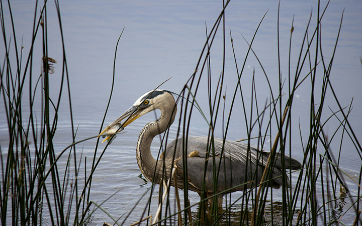 Wildlife encounters: 1st entry, the great blue heron