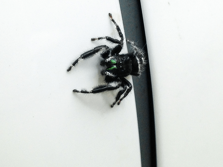 spider on truck