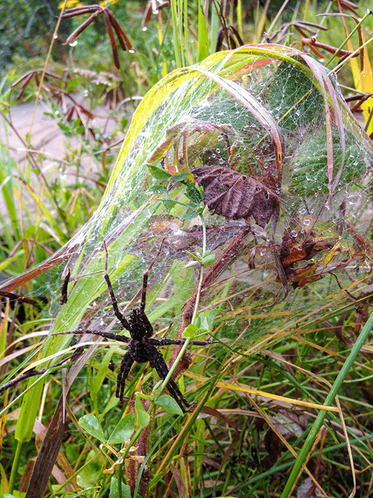 spider on web