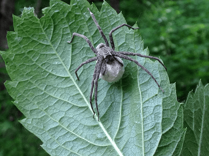 spider on leaf