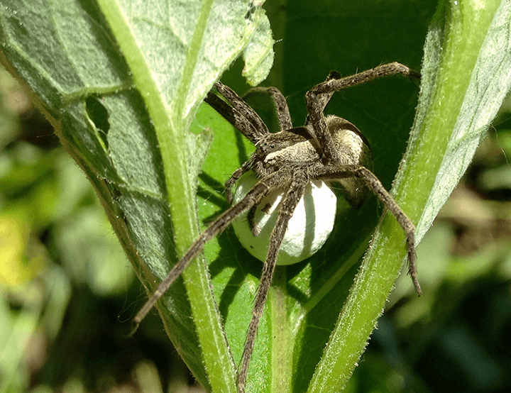 spider on leaves