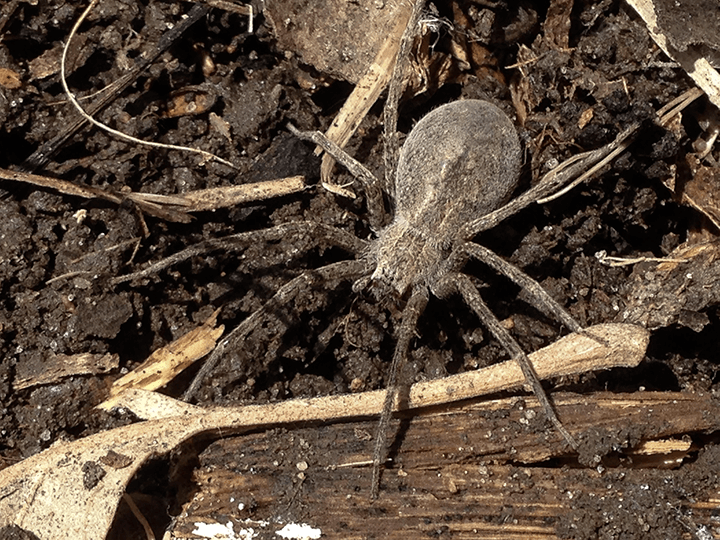 spider on dirt