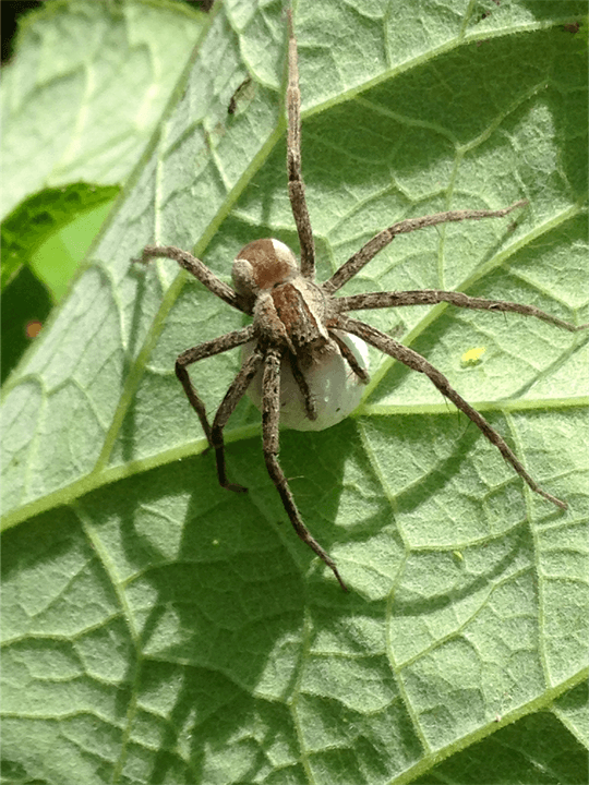 spider on leaf