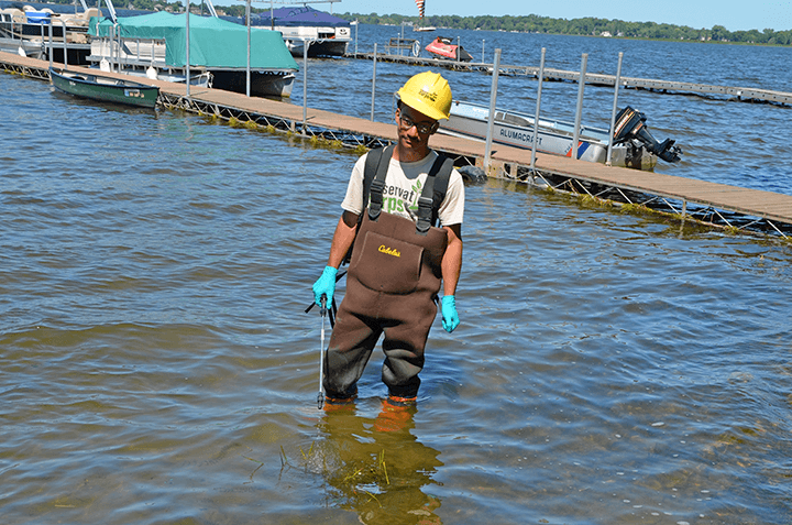 Crews remove invasive flowering rush in Forest Lake