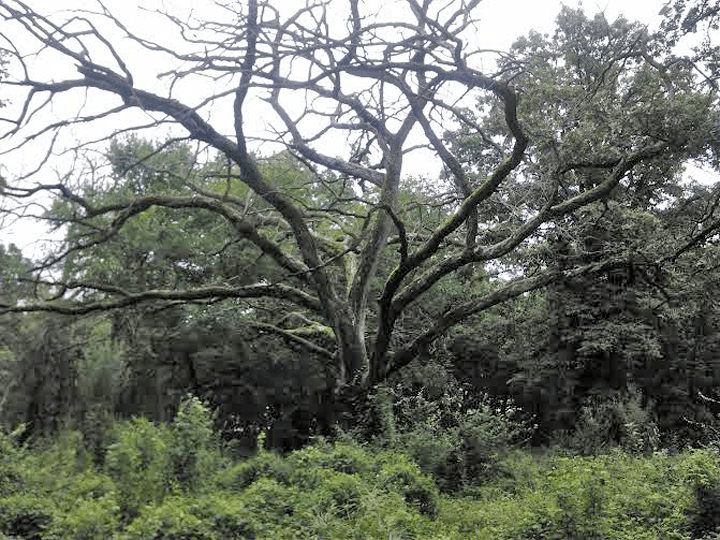 Oak-oak-oak savanna