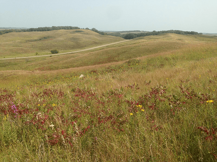 Finding seeds and hope in the grass