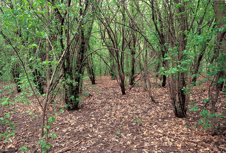 Crews battle buckthorn for health of our woods