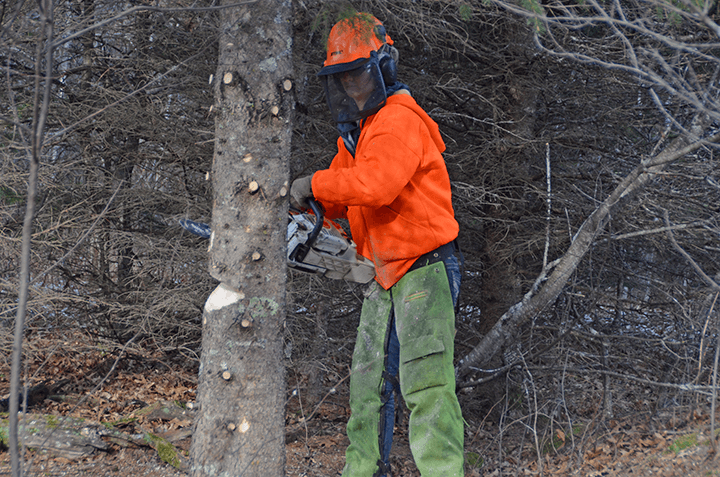 Corps member cuts Governor’s holiday tree