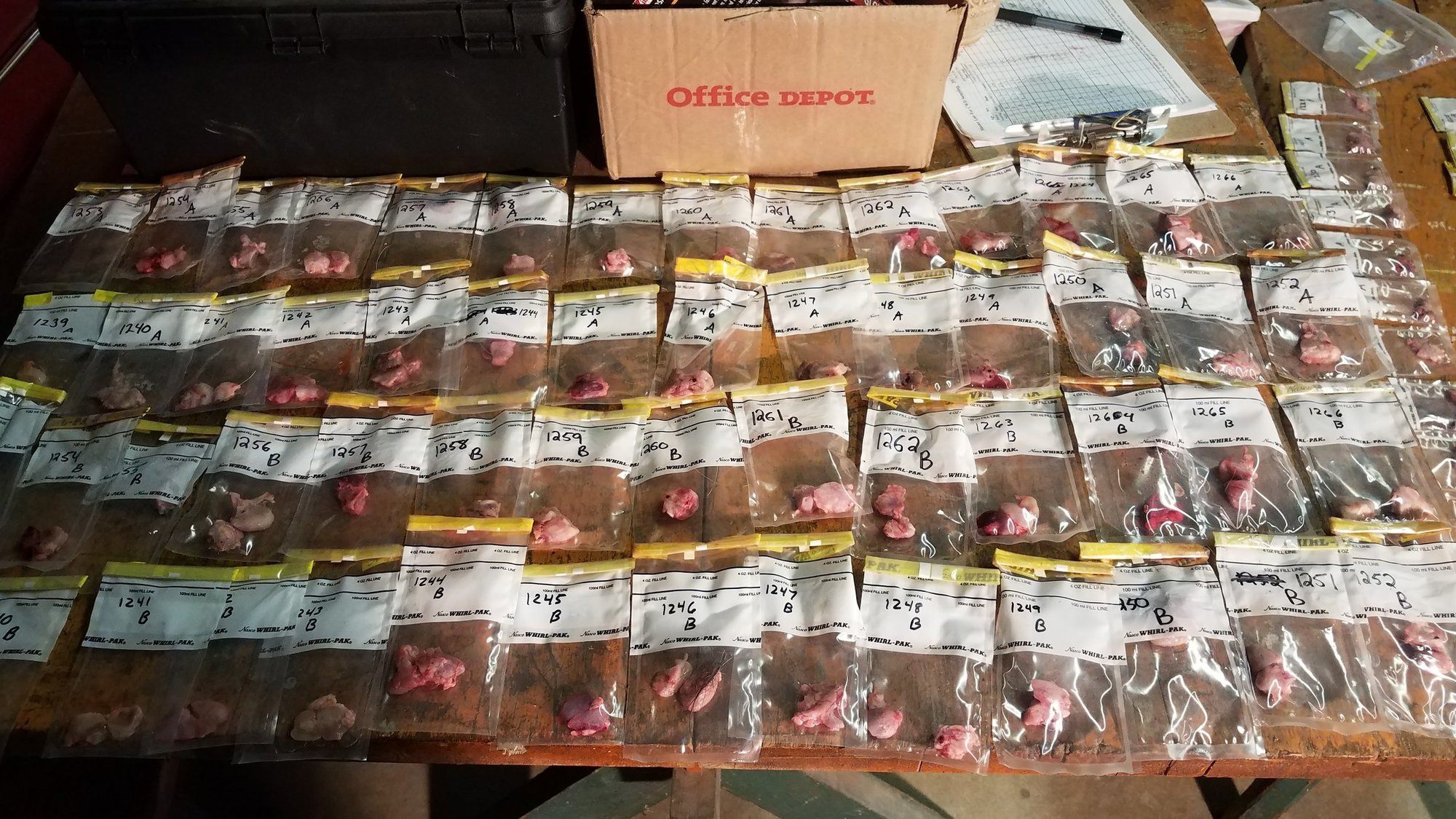 Overhead view of a table covered in lymph node samples placed in small clear plastic bags.