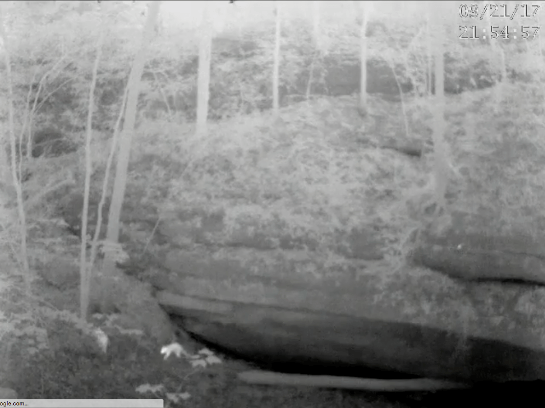 black and white thermal capture of two raccoons appearing to exit a rock den