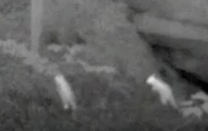close up thermal capture of two raccoons walking up a hill