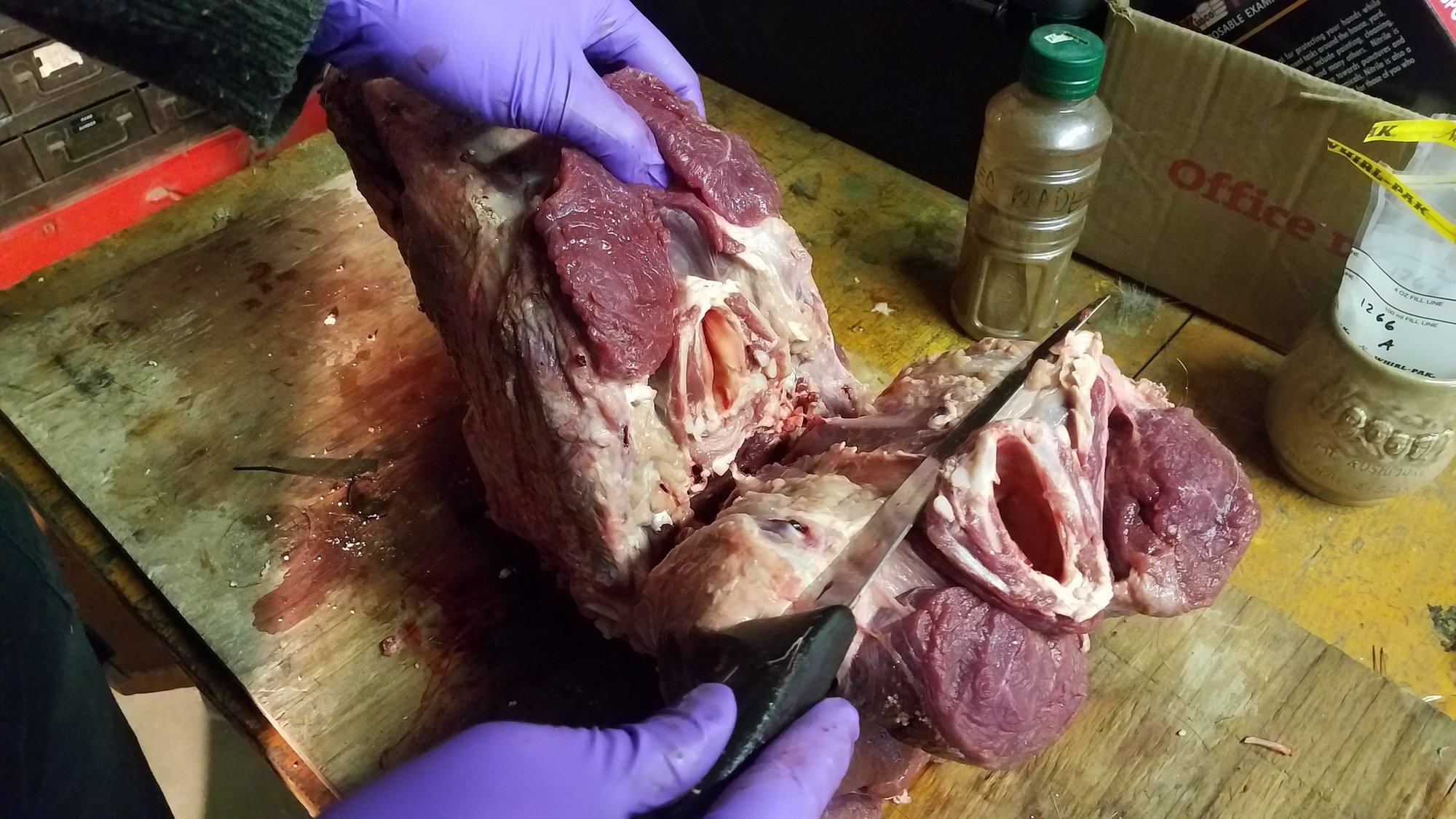 overhead view of two hands wearing purple gloves and holding a knife are cutting the throat section of a deer on a wooden surface