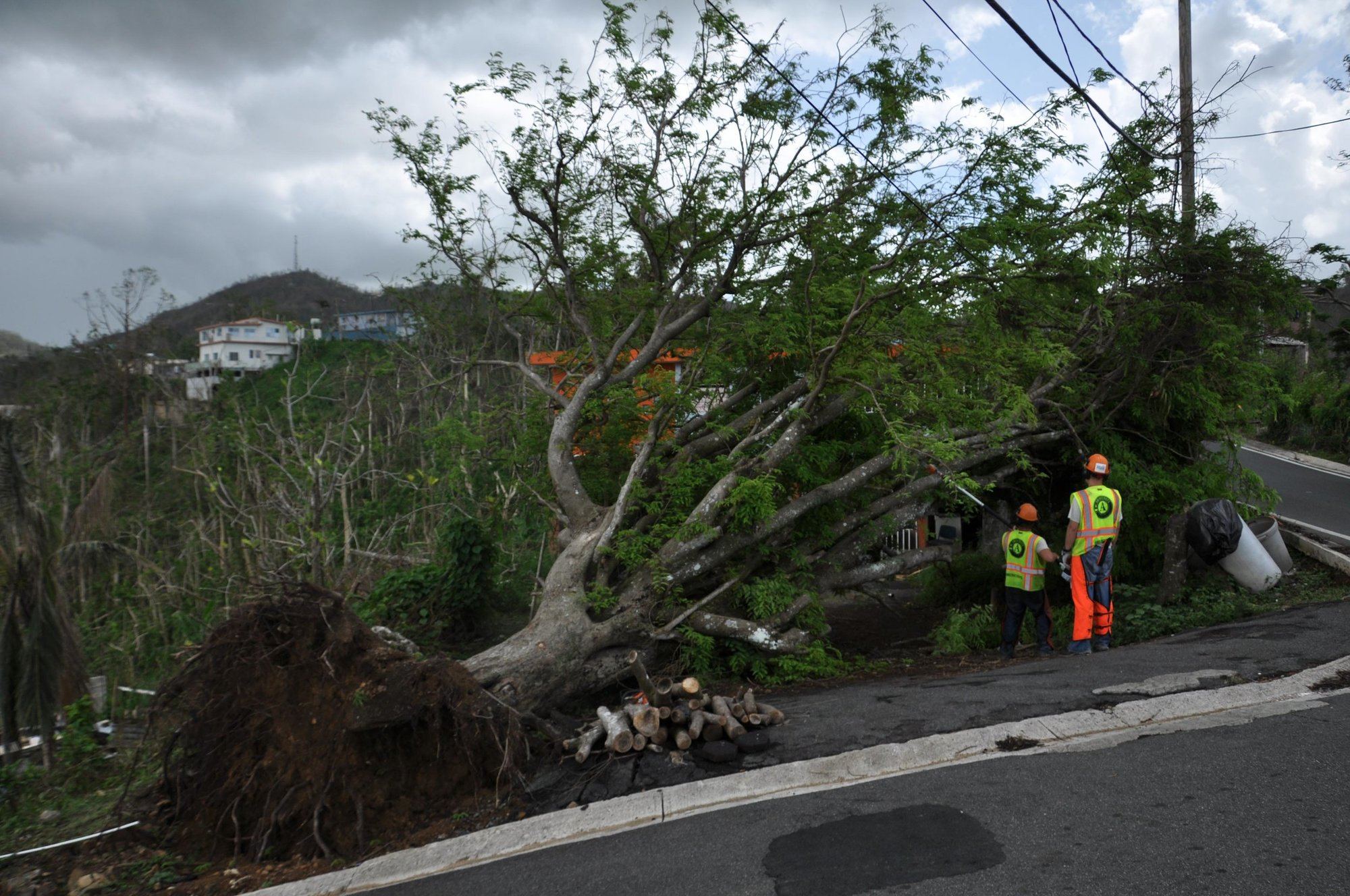 A large uprooted tree lies on the side of the road with two crew members working near the tree top. 