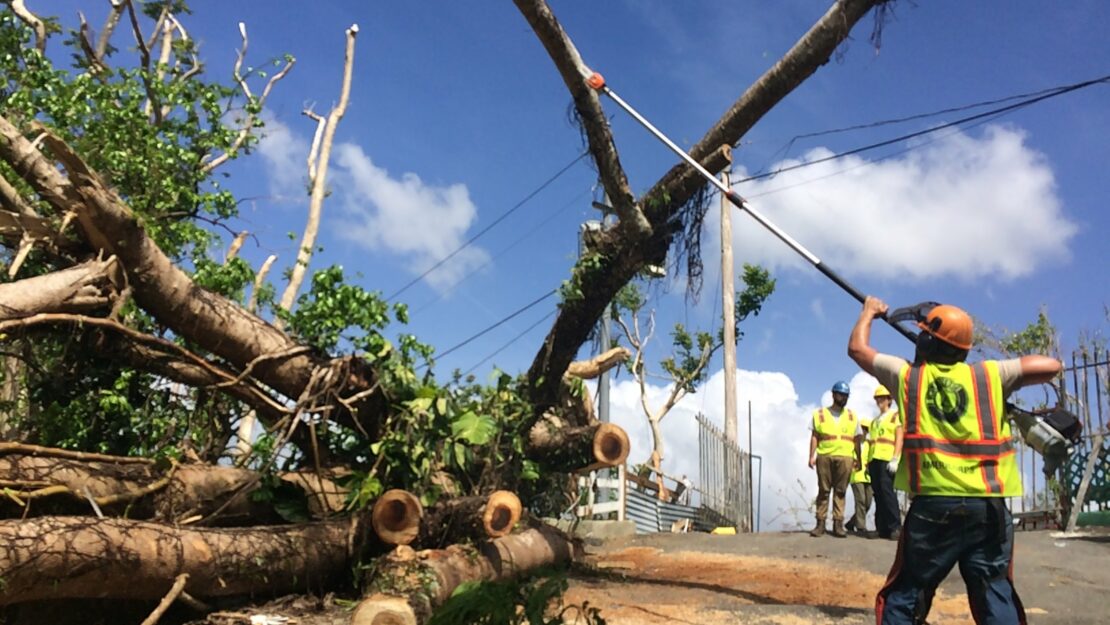 AmeriCorps member cutting a downed tree