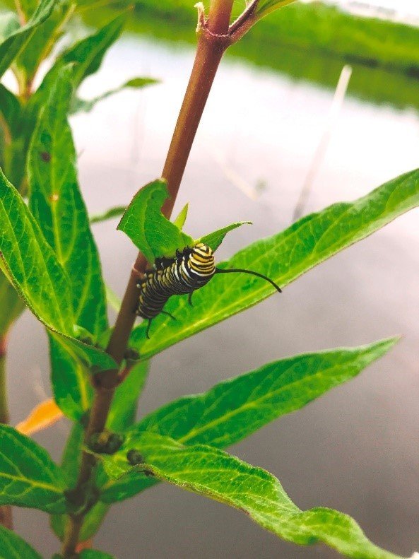 Monarch caterpillar on milkweed