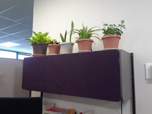 potted plants in office