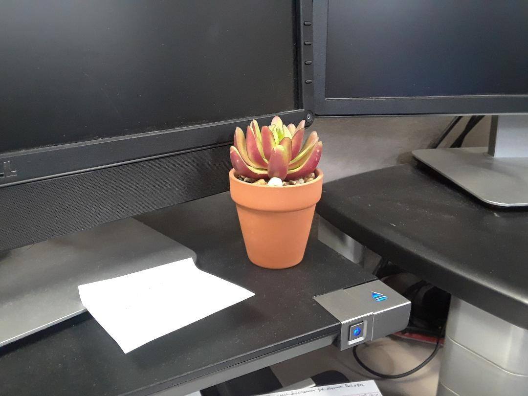 potted plant in office