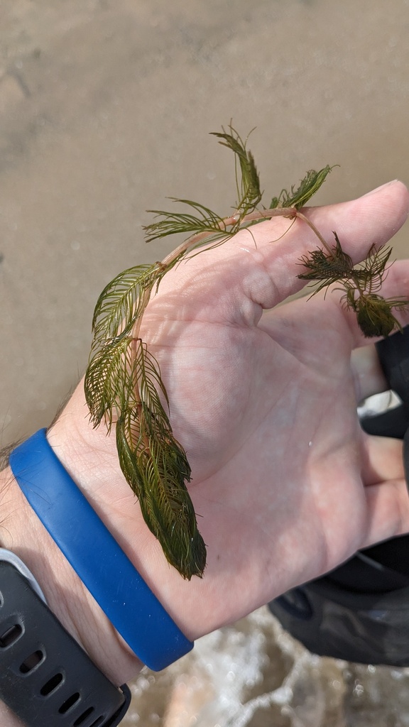 green aquatic plant.