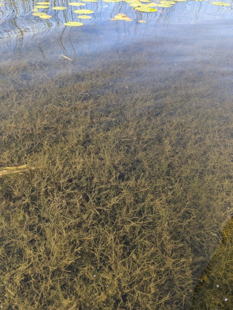 green aquatic plants