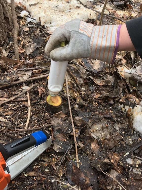 Buckthorn bound Conservation Corps Minnesota & Iowa