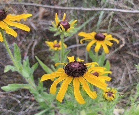 Stop and Smell the (Wild)flower