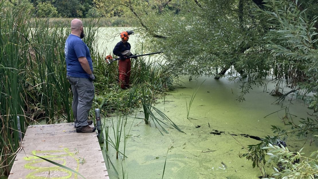 pond with a dock on the left side of the photo. Green duckweed covering the surface of the pond. In the background of photo, there are branches and an island of plants in the pond.