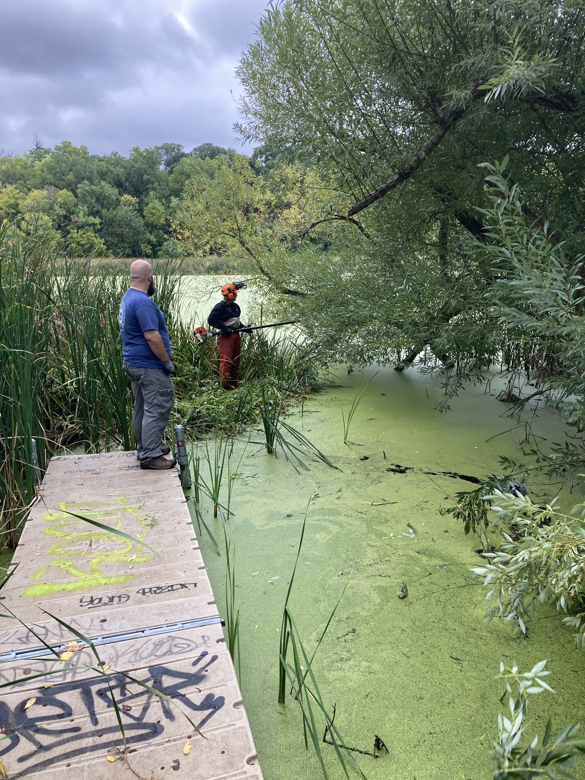 pond with a dock on the left side of the photo. Green duckweed covering the surface of the pond. In the background of photo, there are branches and an island of plants in the pond.