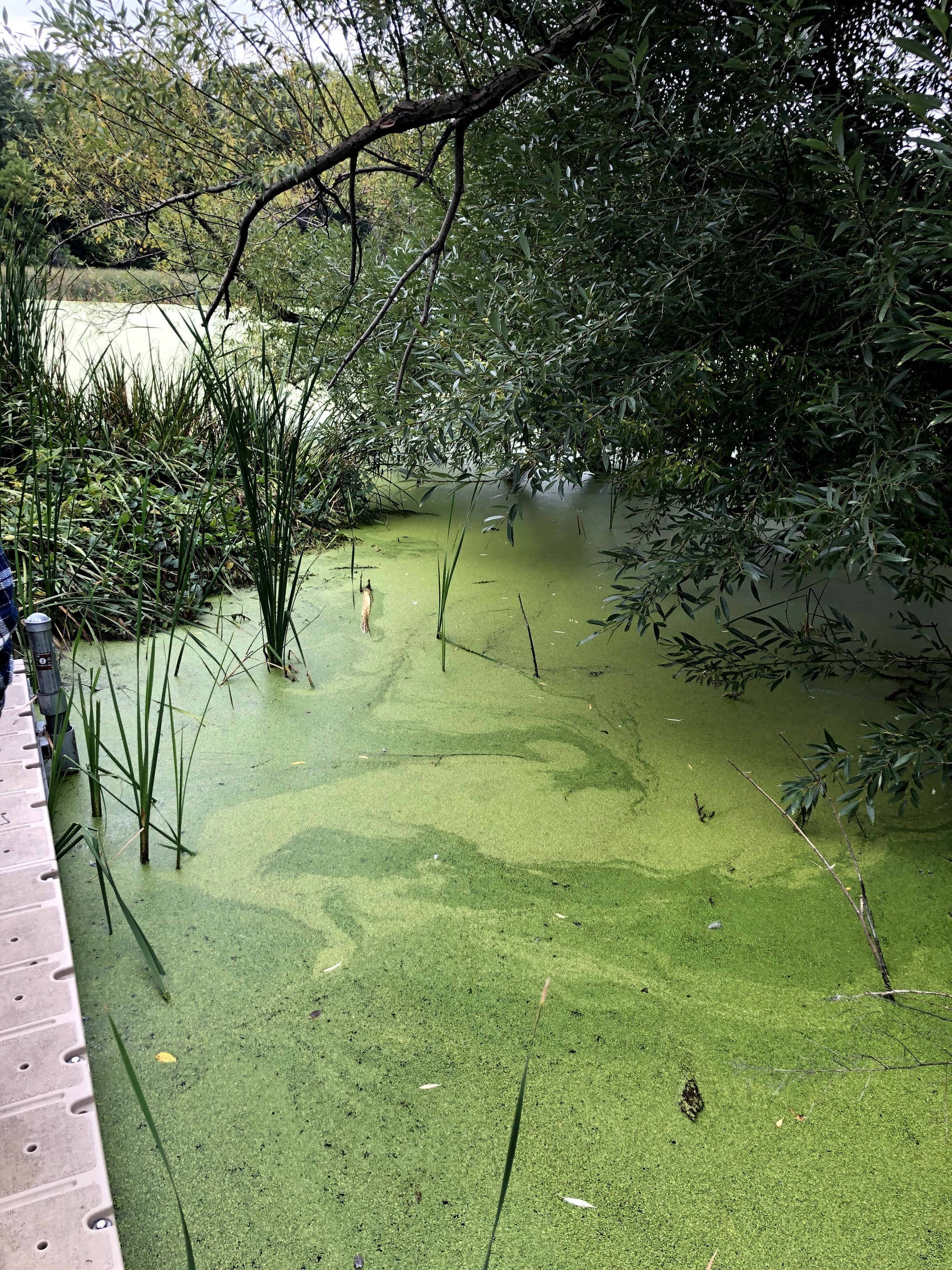 Image of the pond with a dock on the left side of the photo. Green duckweed covering the surface of the pond. In the background of photo, there are branches and an island of plants in the pond.