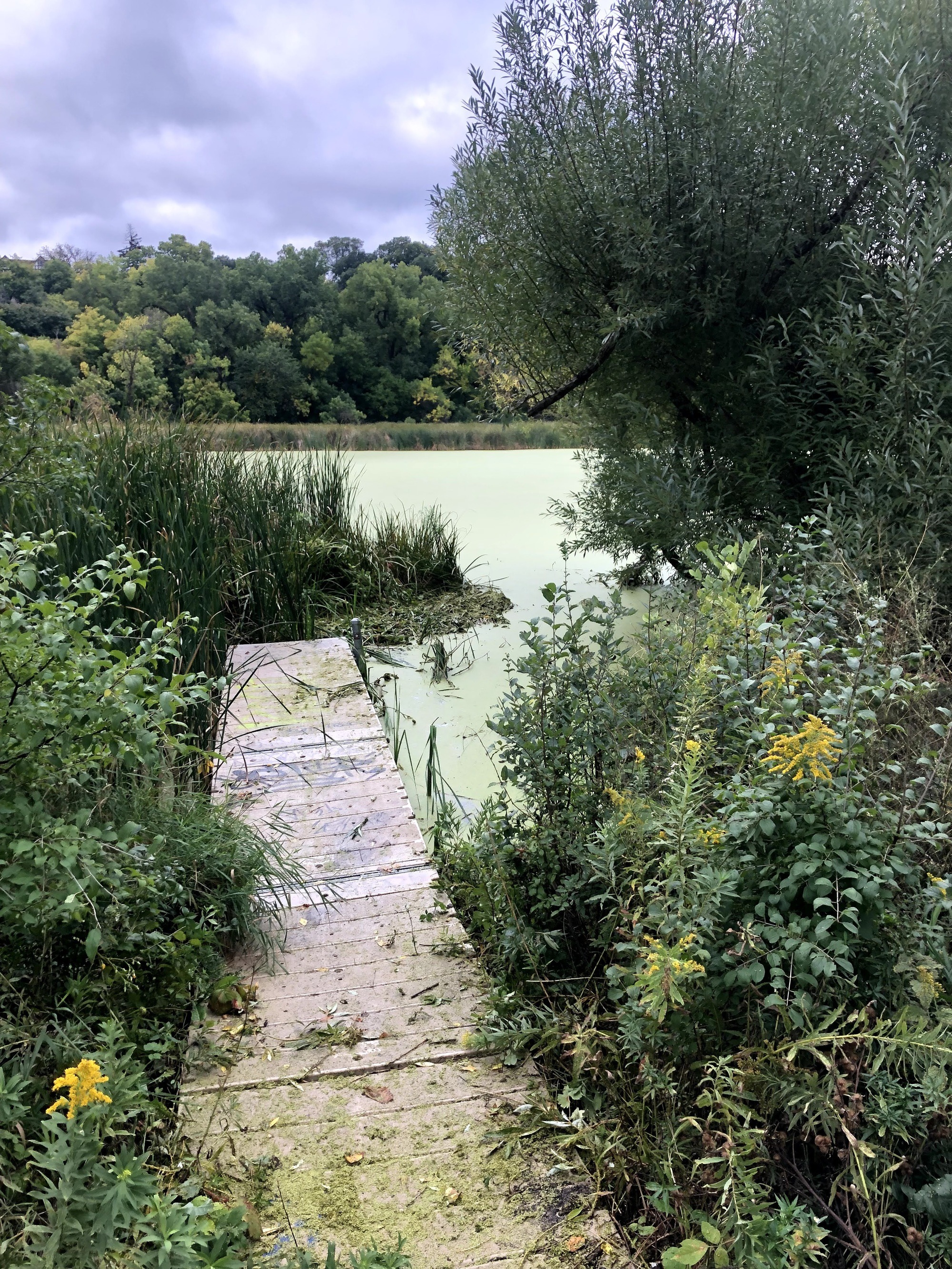 Image of dock and plants leading to pond. Surface of pond is green with duckweed on it. Tree overhanging on the right of photo and island of plants in the pond on the left.