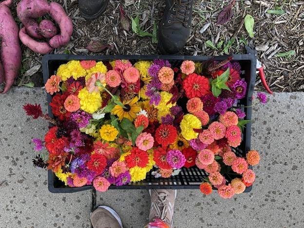 box full of blooming flowers