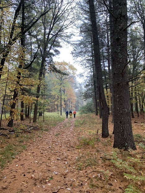 three people walking in distance down trail through pines