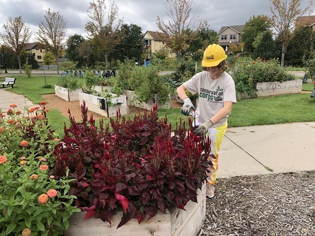 Youth standing next to a flower bed filled with red stemmed plants. Using hand pruners to cut off pieces for bouquets. Youth is wearing a yellow hard hat and conservation corps shirt. Community garden beds in the background.