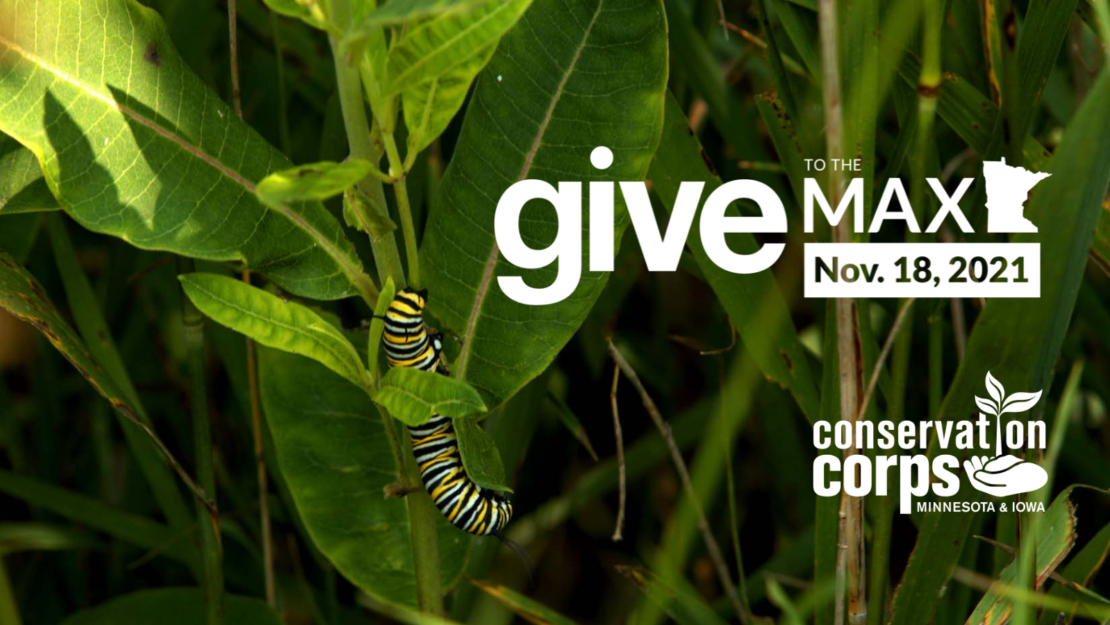 GTMD21 monarch caterpillar