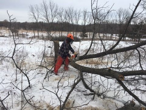 person cutting tree with chainsaw