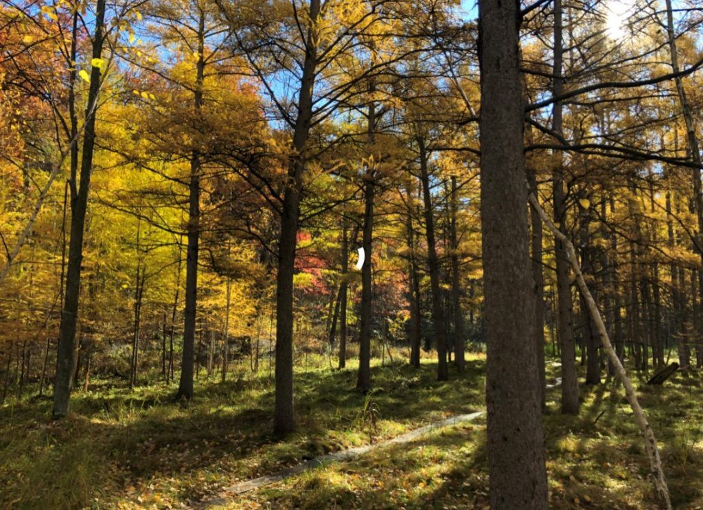 golden tamarack larch conifer trees in bog