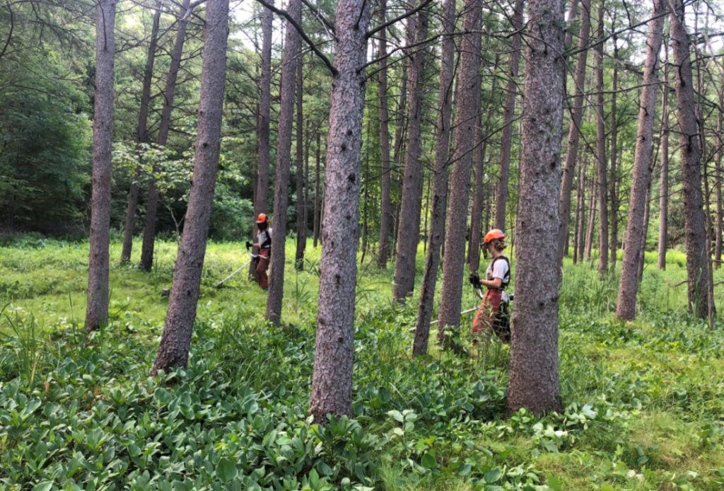 members walking through green bog