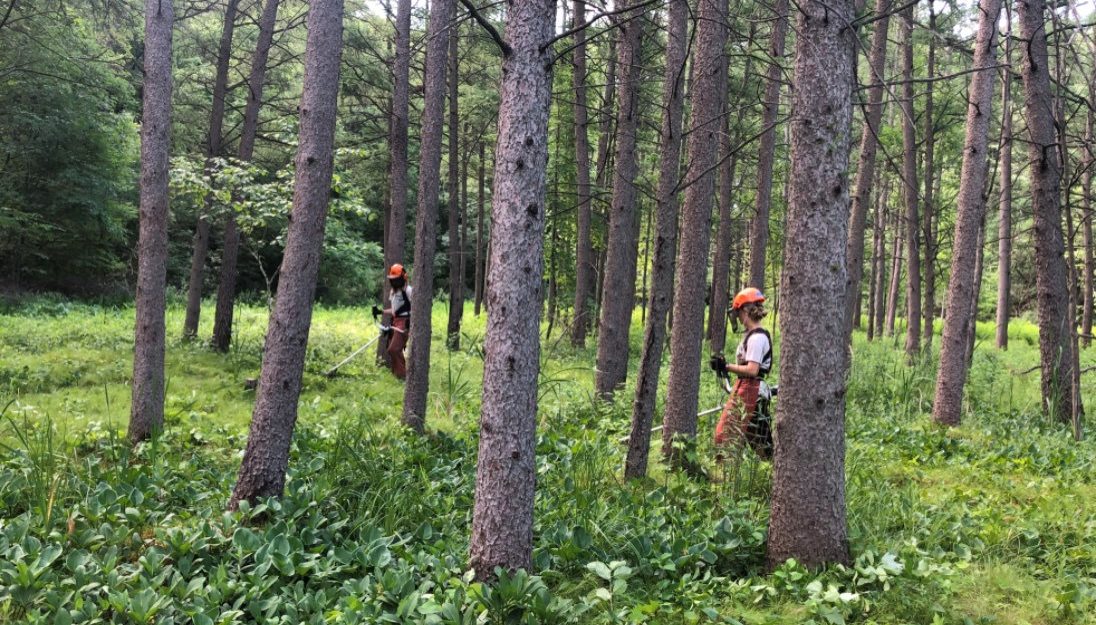 members walking through green bog