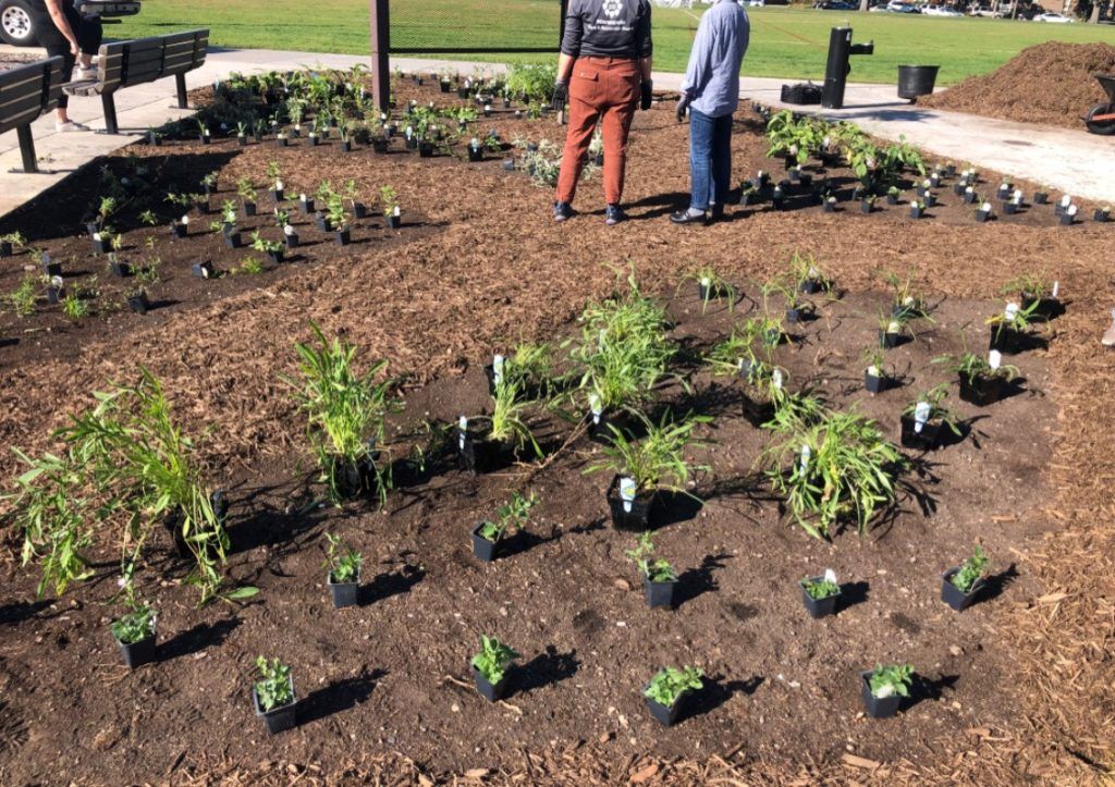 new plants on garden plot