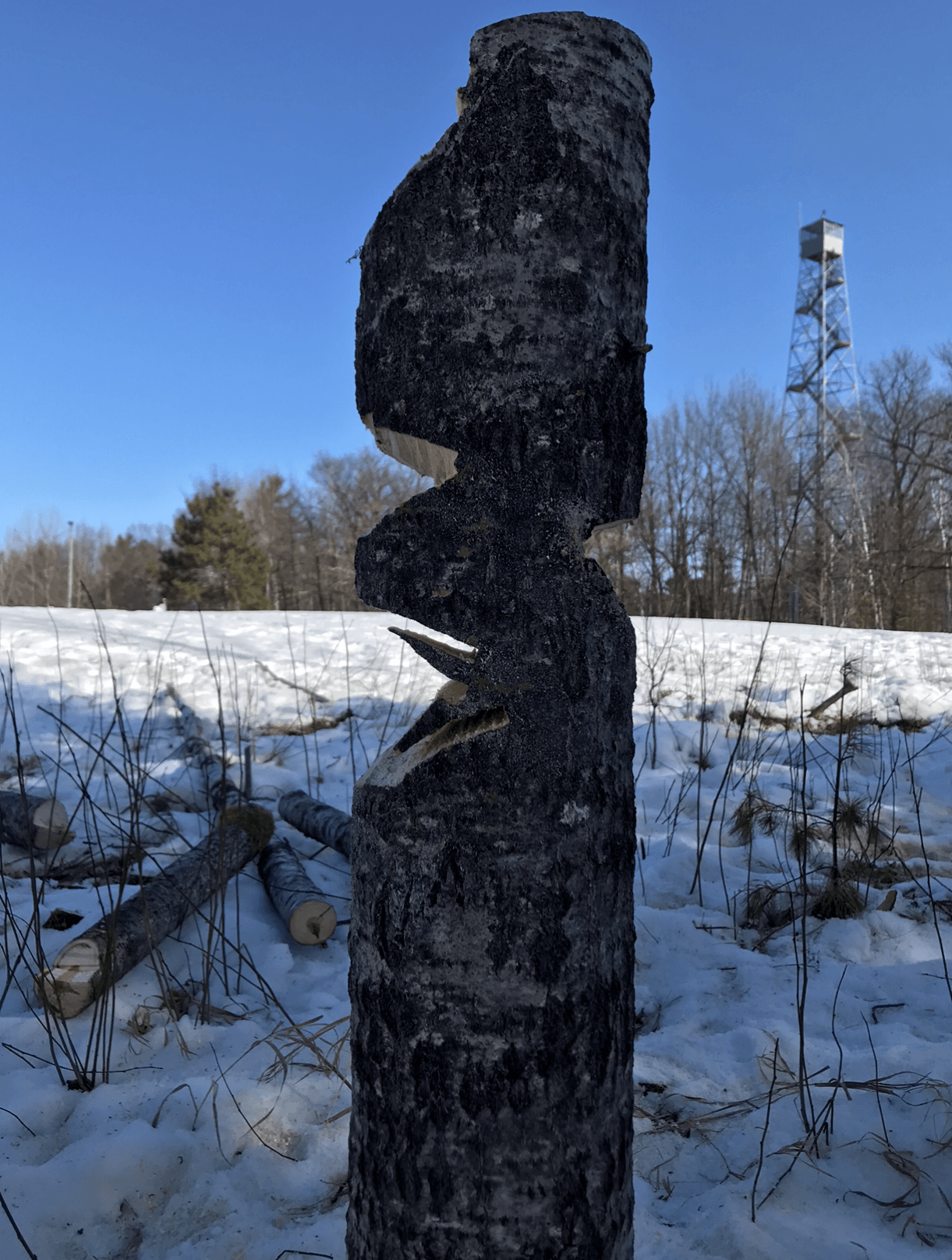 burnt stump with chainsaw cuts