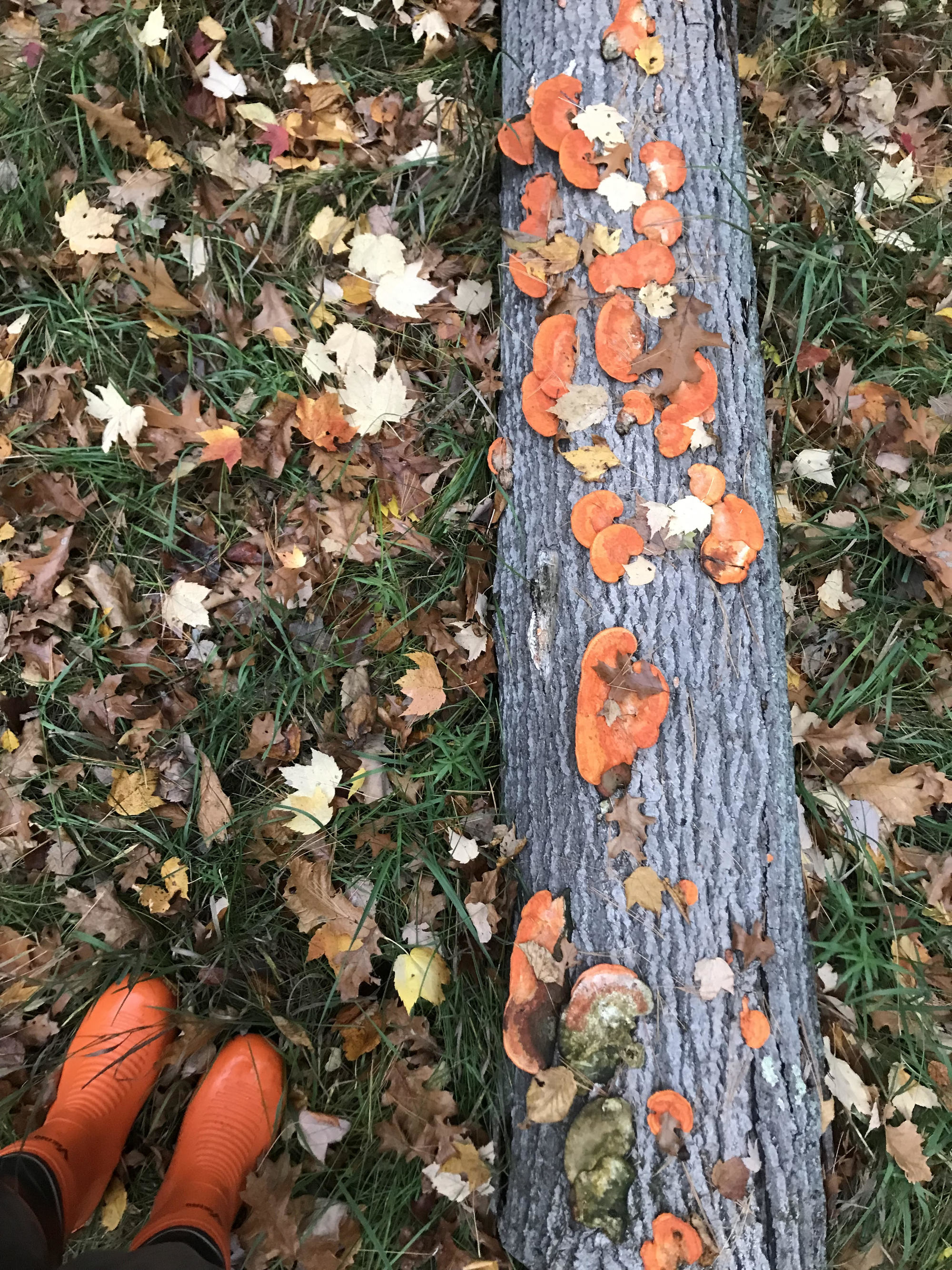 Orange boots and orange mushrooms on log