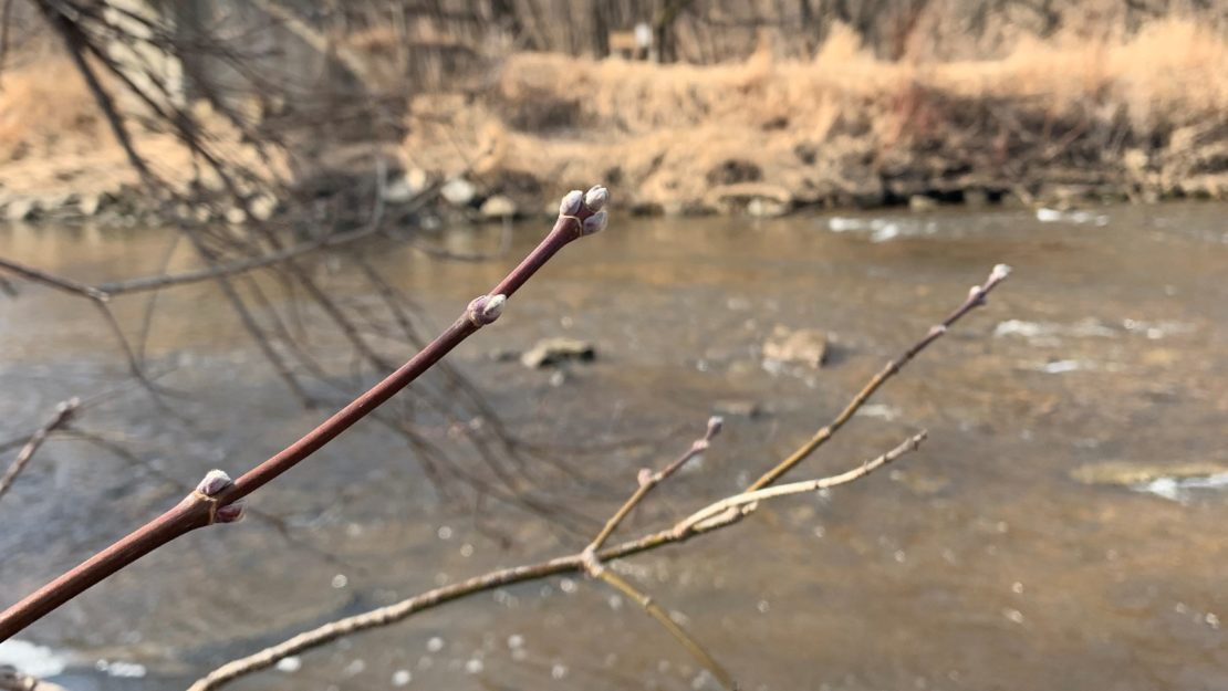 Bud on end of branch