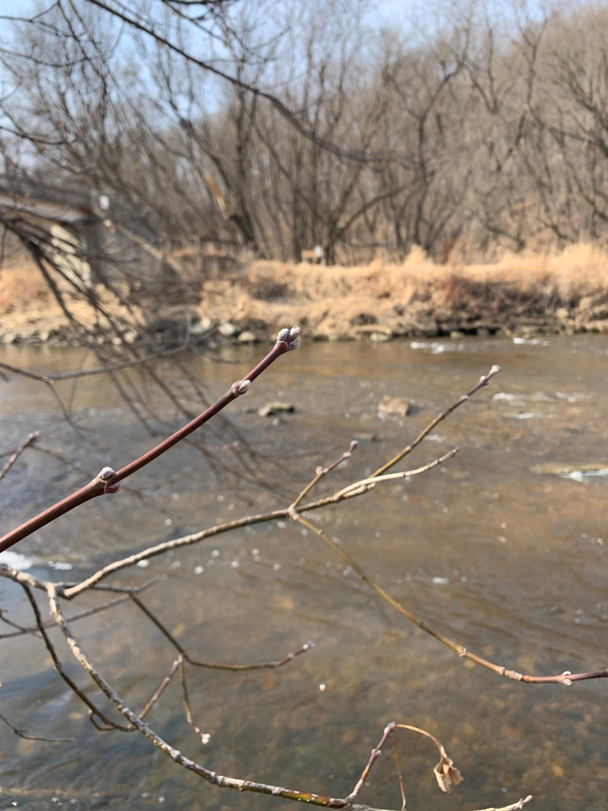 Bud on end of branch