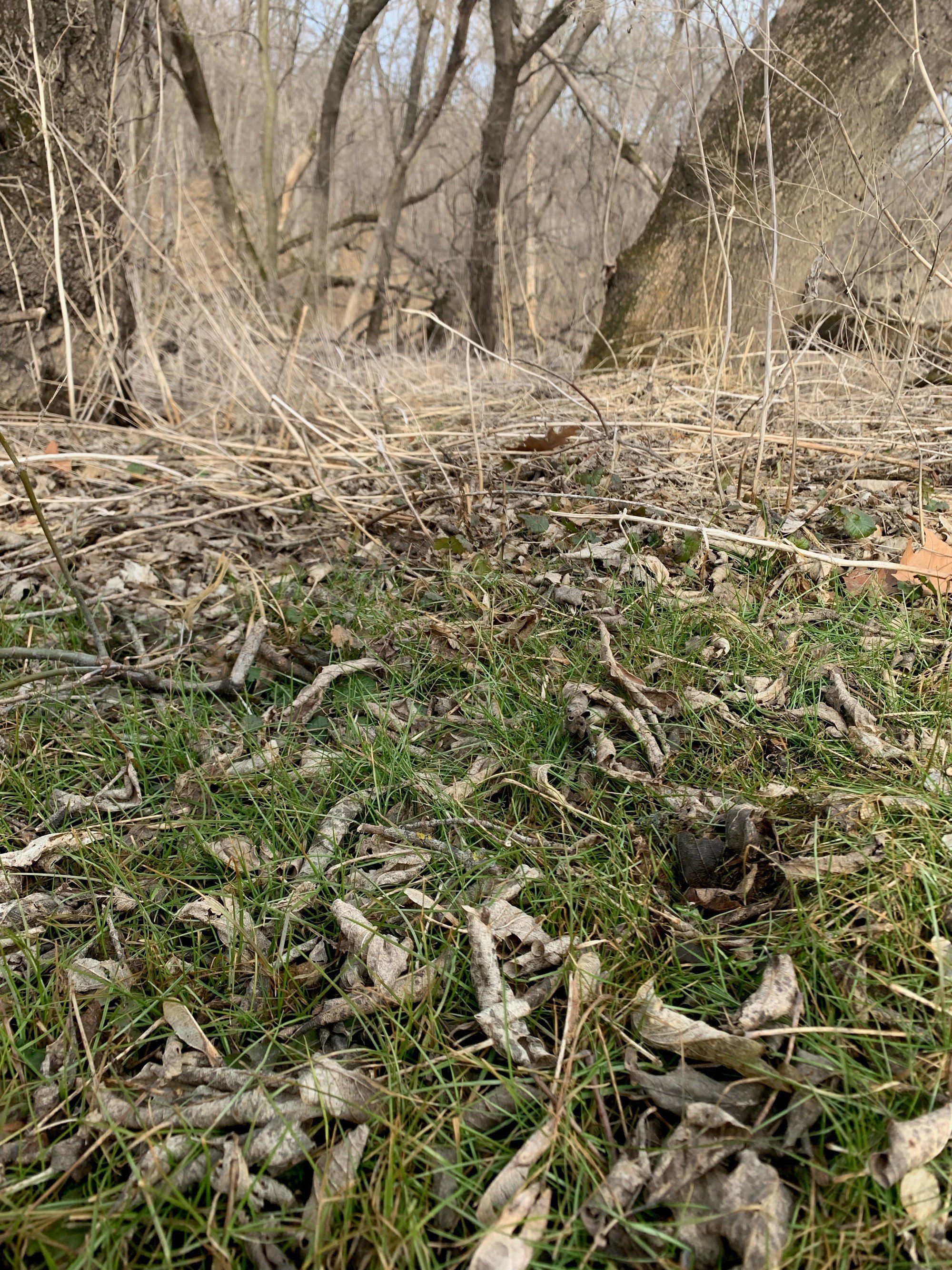 grass on forest edge