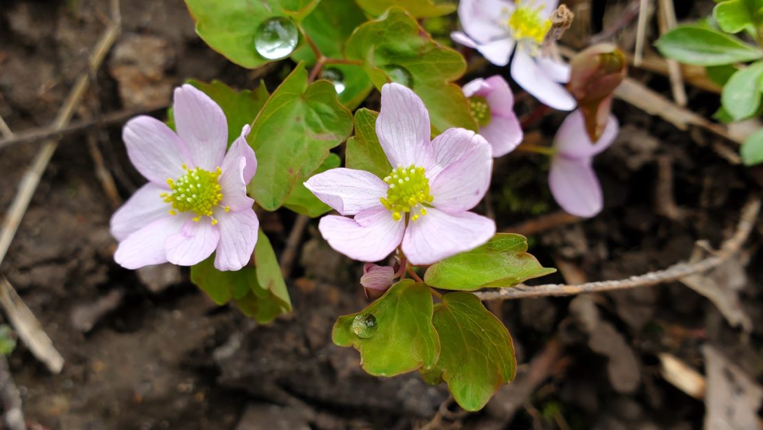 hepatica flowers in bloom